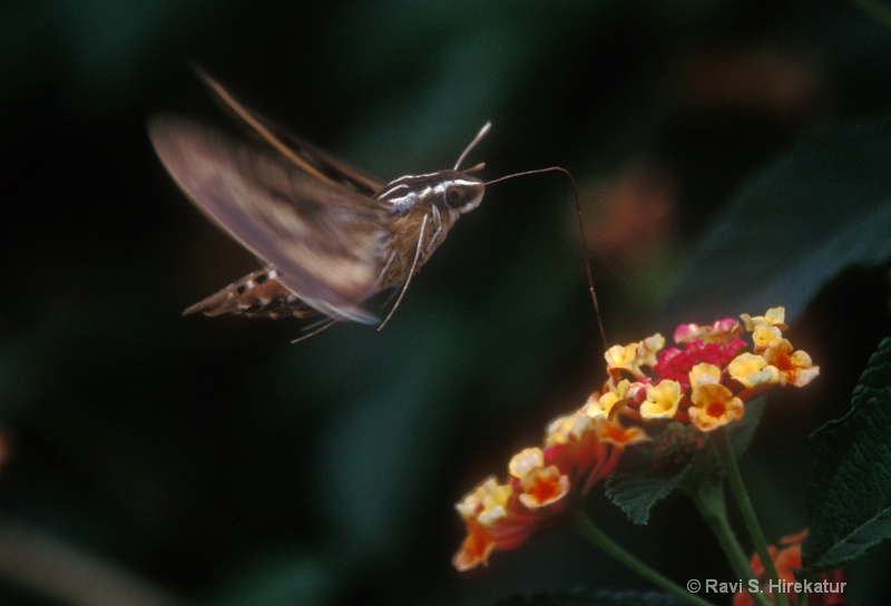 White Lined Sphinx Moth (Hummingbird Moth)