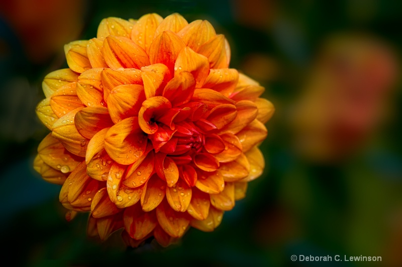 Fall Color - ID: 12426627 © Deborah C. Lewinson