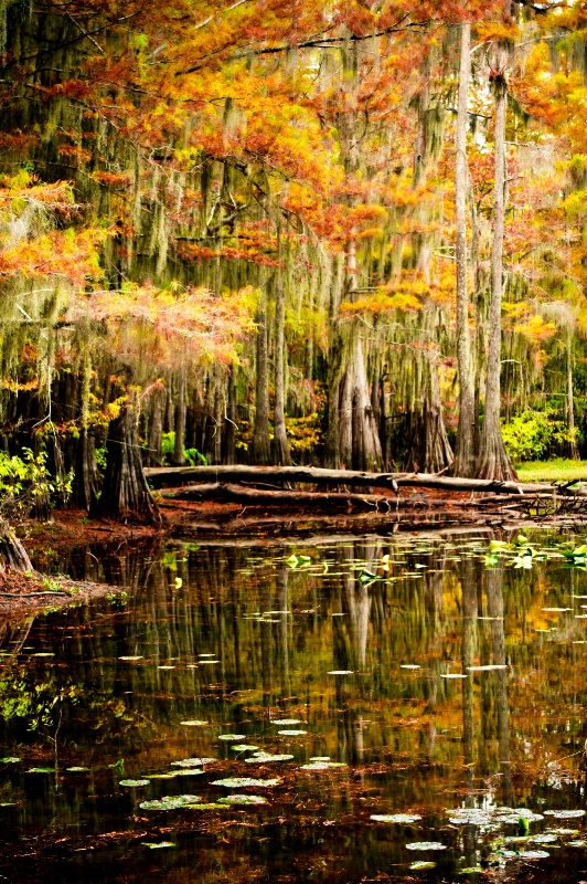 Cypress Trees in Lake Caddo