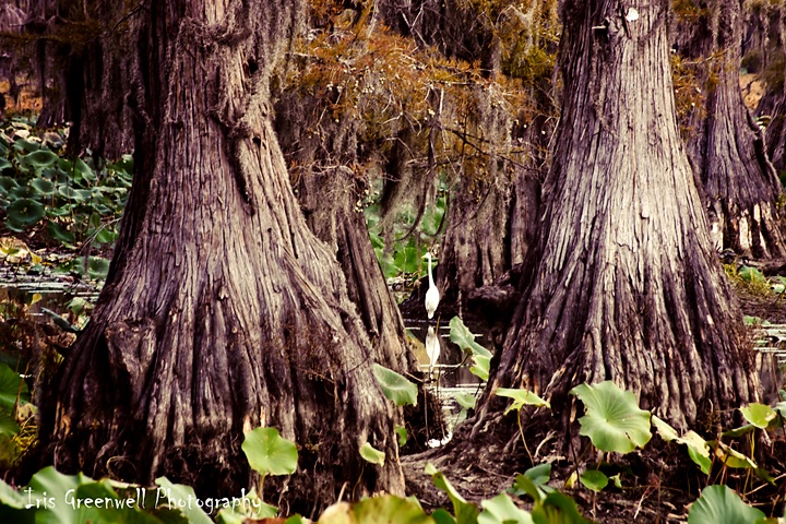 Wildlife in Caddo Lake