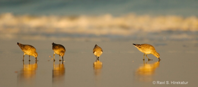 Shorebirds feeding