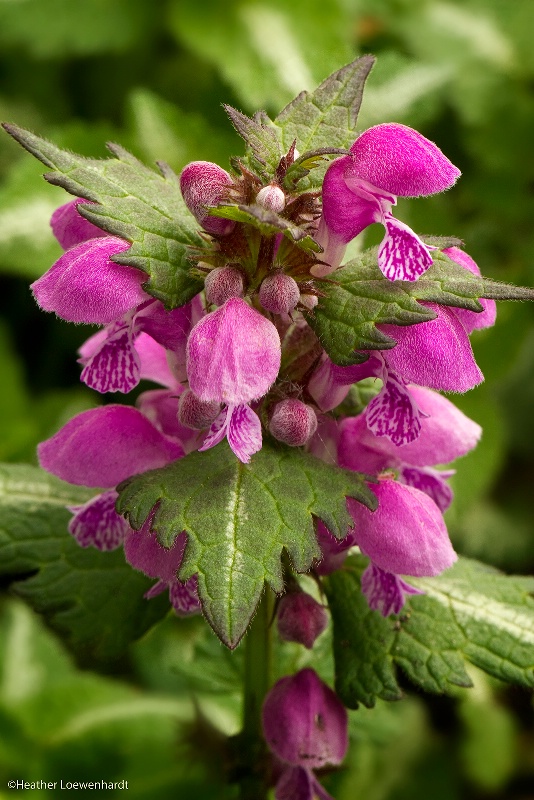 Lamium<br>Finalist - October 2011<BR>*Flowers*