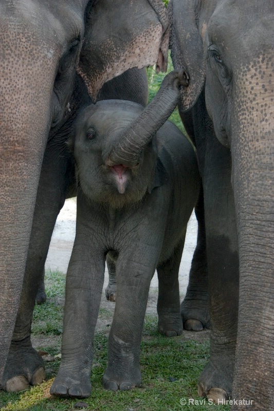 Elephant cub - ID: 12427676 © Ravi S. Hirekatur