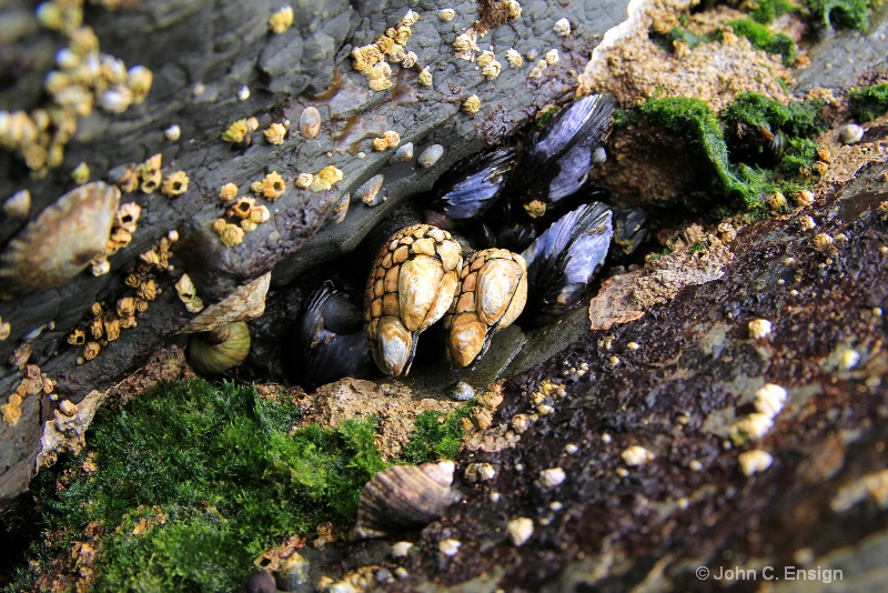 Acorn Mussels