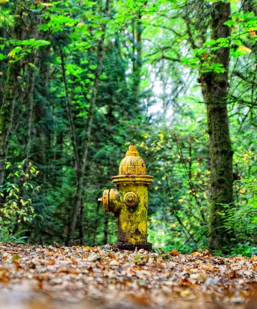 Fire hydrant - in the woods