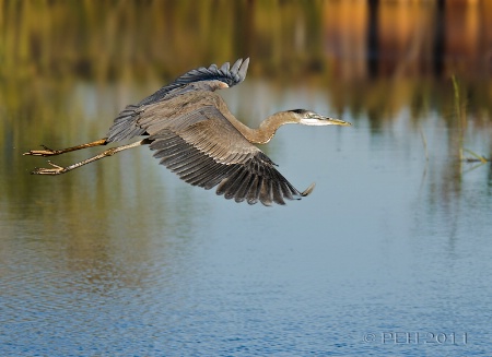 Great Blue Heron in Flight