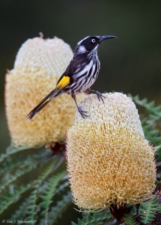 New Holland Honeyeater