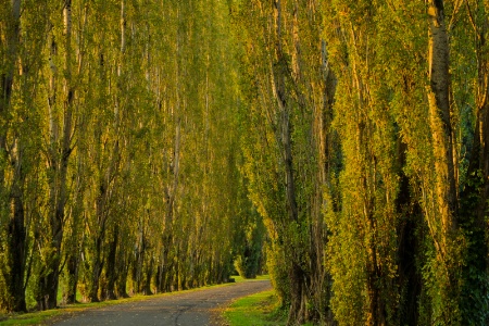 Aautumn Poplars