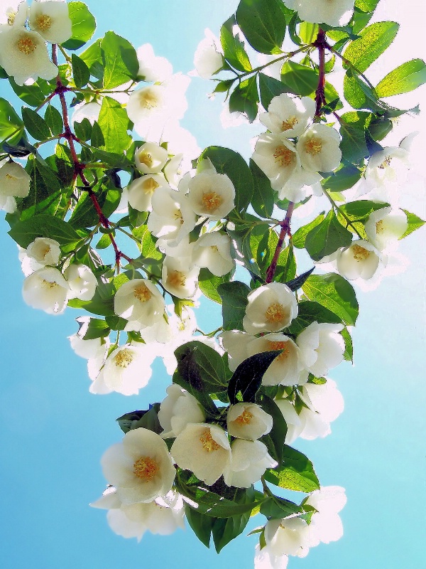 Hanging Flowers