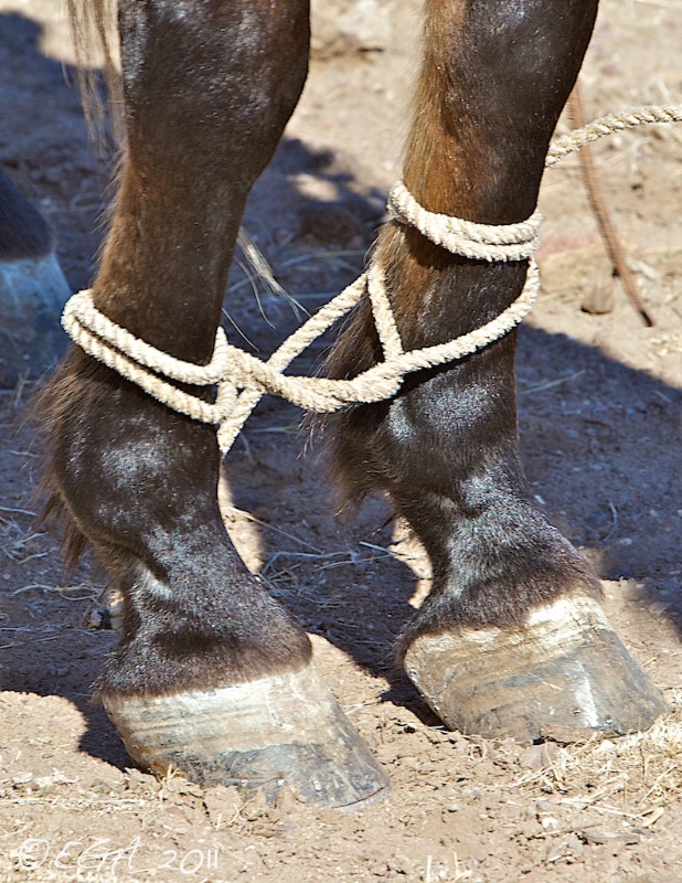 Hobble horse with rope
