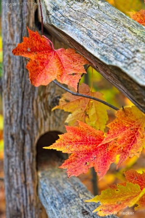 Fall Fence