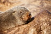 Cape Cross seal c...