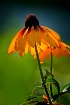 Yellow Bell