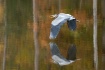 Great Blue in fli...