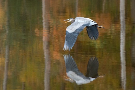 Great Blue in flight