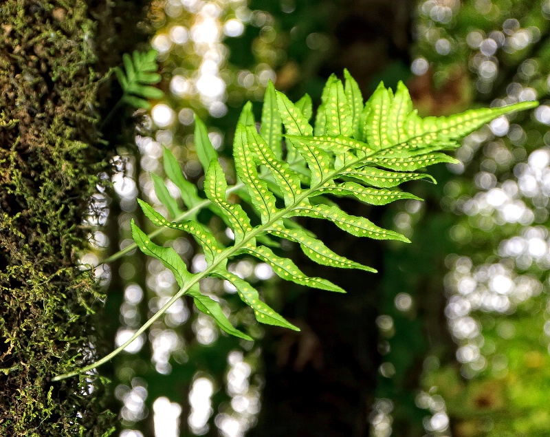 Fern growing out of the side of a tree