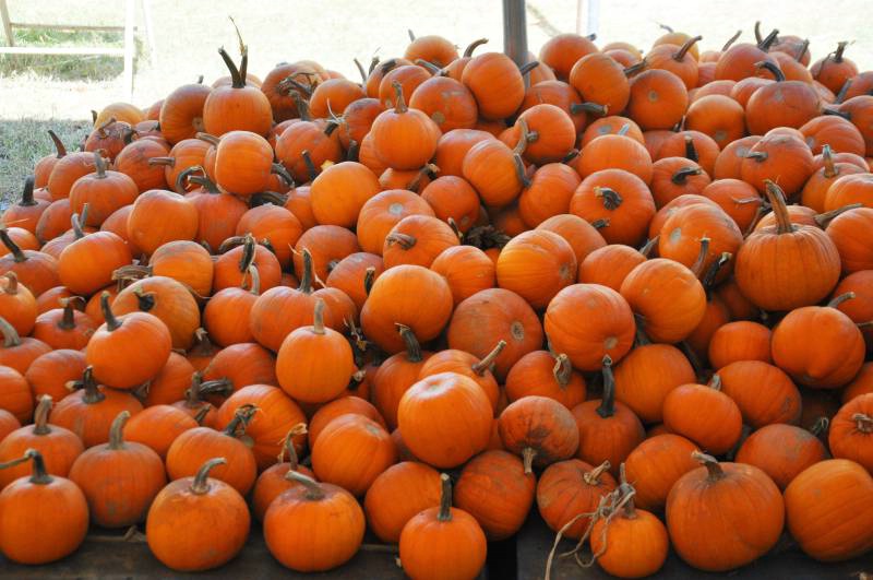 Halloween Pumpkins