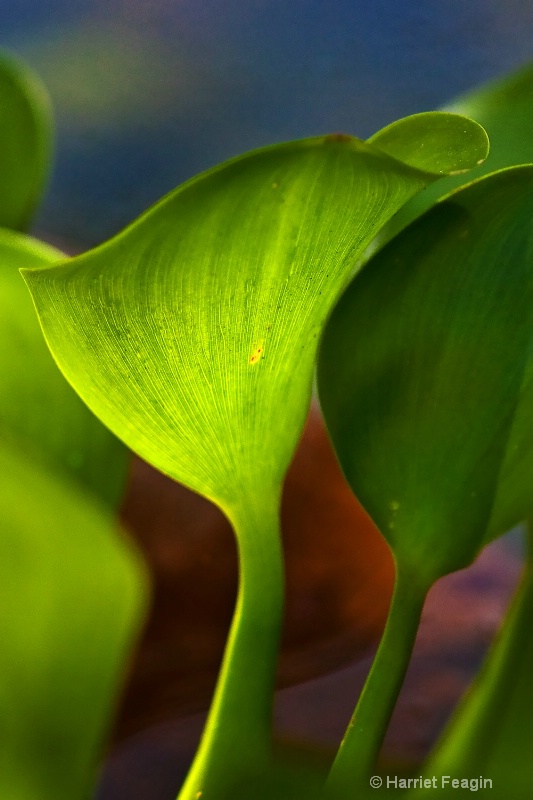  mg 1501 Green Curves