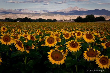 Sunflowers And The Rockies