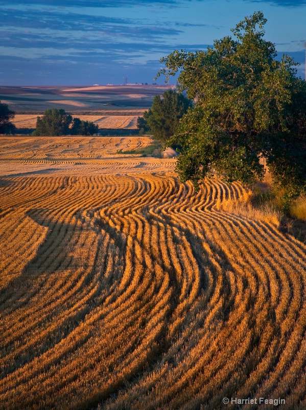 harvest pattern