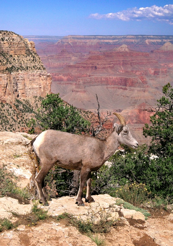 Mountain Sheep - ID: 12431931 © Patricia A. Casey