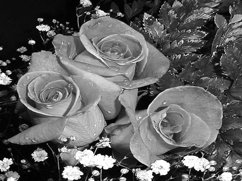 black & White  Roses