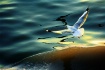Fly