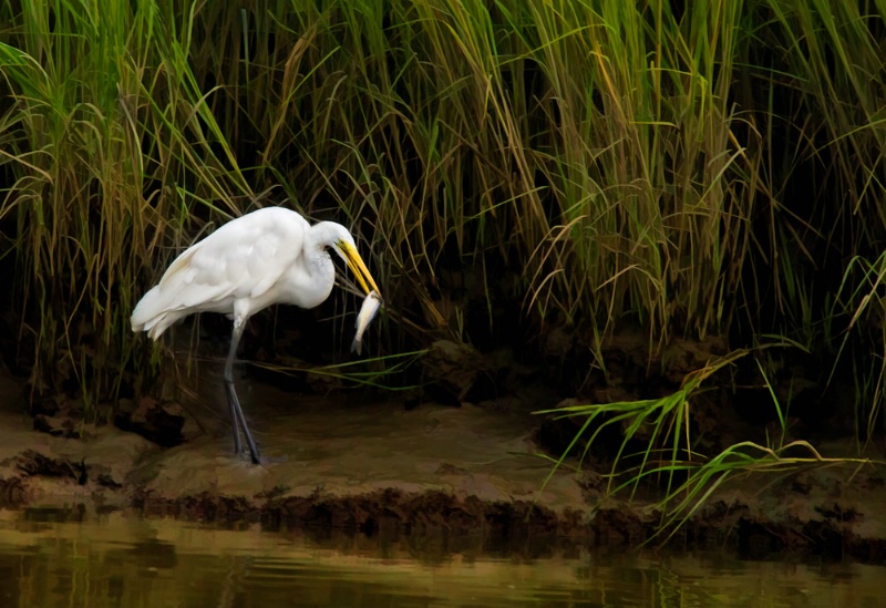 Egret with Fish - ID: 12438919 © Bob Miller