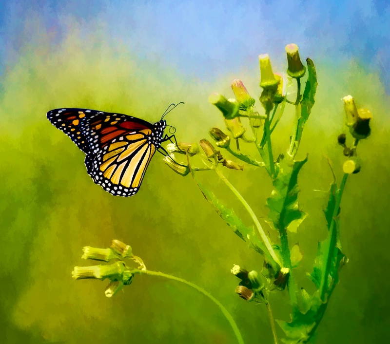 Butterfly watercolor - ID: 12438921 © Bob Miller