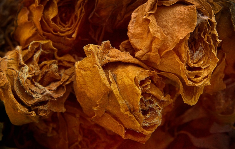 Bouquet of  Dried Roses - ID: 12438926 © Bob Miller
