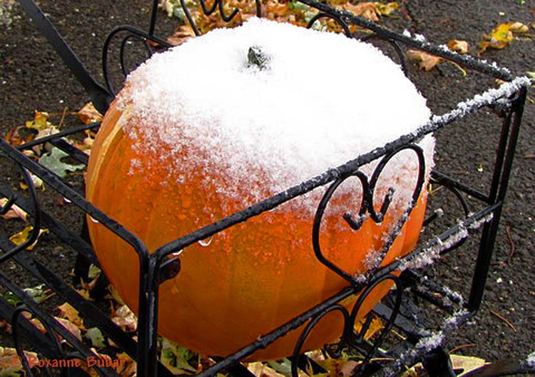Snow On The Pumpkin