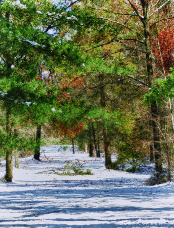 Autumn Leaves and Winter Snow