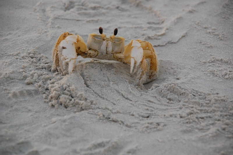 Crabwalk at St. Augustine Beach