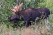 Bull Moose Thrash...