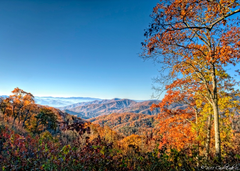 Fall In The Smoky Mountains - ID: 12442938 © Carol Eade