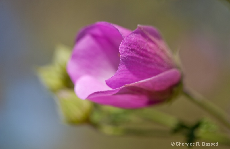 hybiscus flower