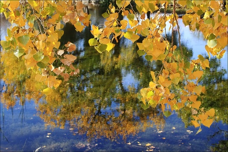 ~ GOLDEN LEAVES REFLECTIONS ~