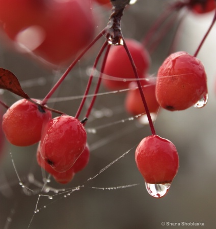 red-berry-web-of-dew