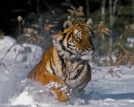 Charging Tiger
