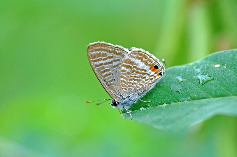 Butterfly - ID: 12447502 © VISHVAJIT JUIKAR