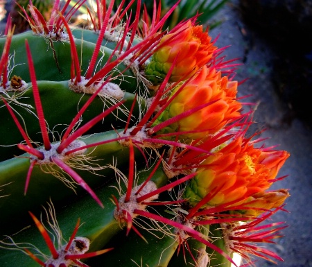 Colorful Cactus Flower