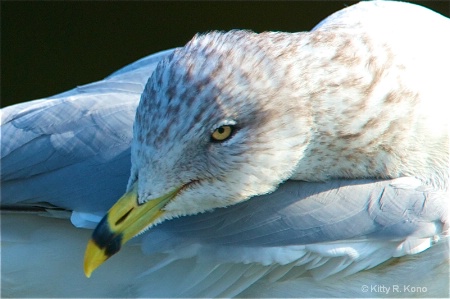 Beautiful Face of a Ringbilled Gull