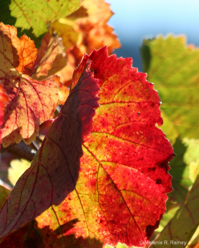 Grape Leaves in Autumn