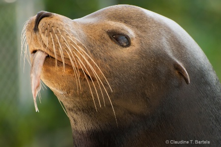 Sea Lion With Willpower