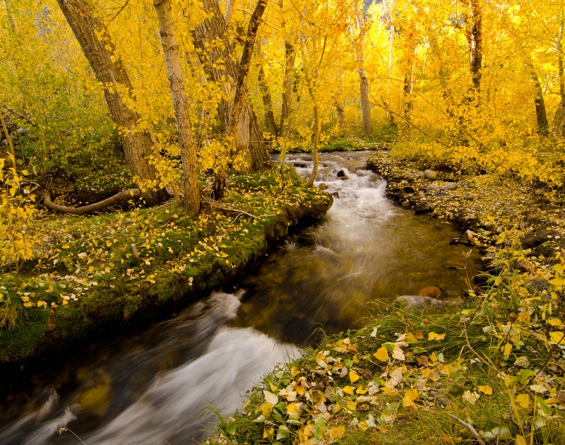 McGee Creek Autumn