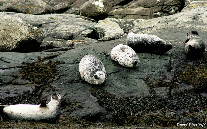 Seals at Skye