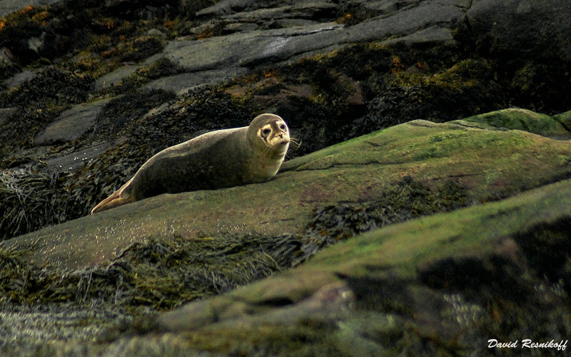 Seal at Skye