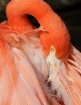 Flamingo Feather ...