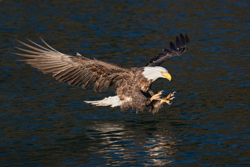 Eagle Touch Down