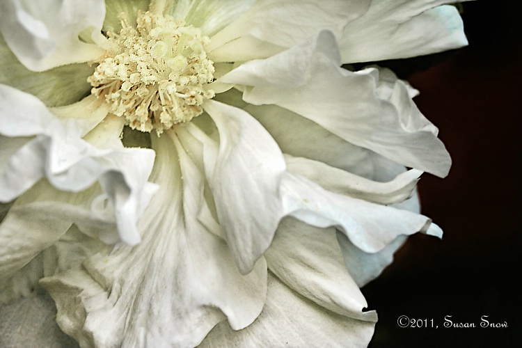 Dramatic Snowy White Confederate Rose